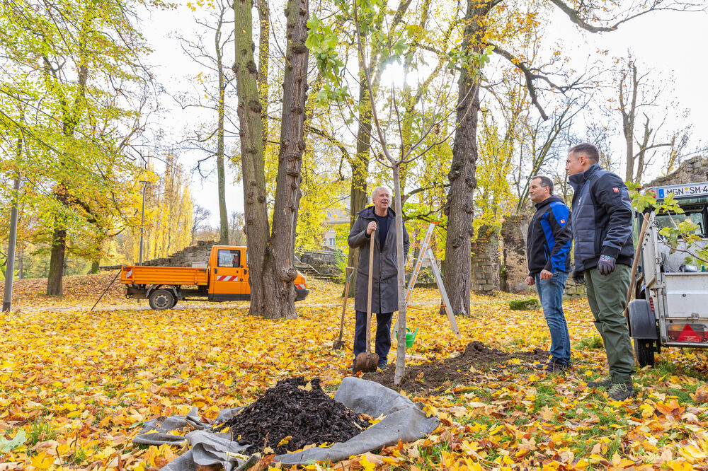 Pflanzung des Bergahorns im Englischen Garten mit Tosten Röder, Intendant Jens Neundorff von Enzberg, Daniel Hilpert und Stephan Bartl. (Fotografin: Christina Iberl)